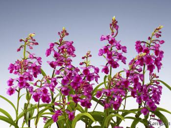 アワチドリ・夢ちどり 蘭裕園 Ranyuen