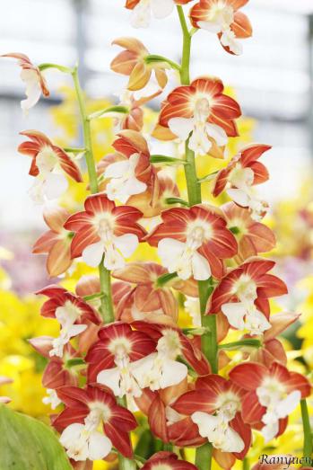 エビネ 蘭裕園 Ranyuen