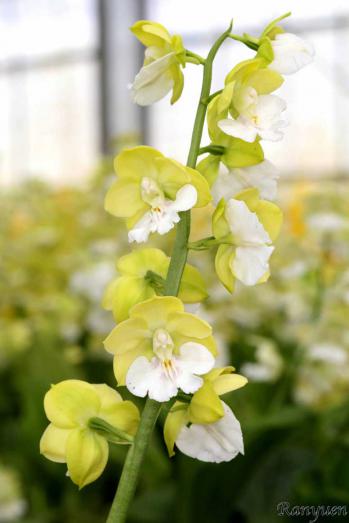 エビネ 蘭裕園 Ranyuen