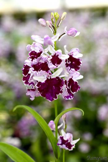 アワチドリ・夢ちどり 蘭裕園 Ranyuen