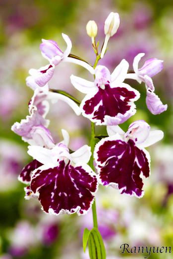 アワチドリ・夢ちどり 蘭裕園 Ranyuen