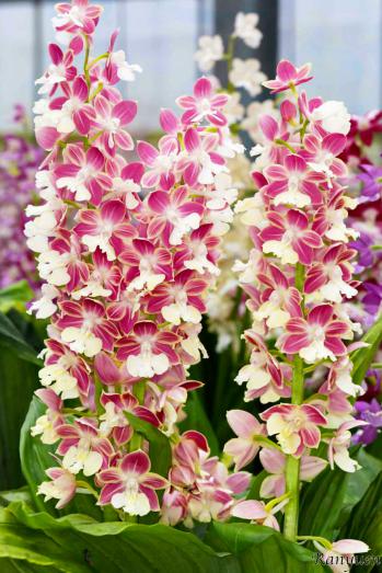 エビネ 蘭裕園 Ranyuen