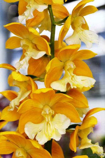 エビネ 蘭裕園 Ranyuen