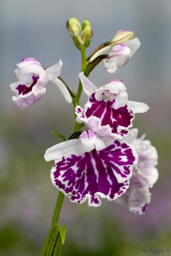 アワチドリ・夢ちどり 蘭裕園 Ranyuen