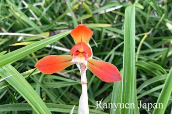 春蘭 蘭裕園 Ranyuen