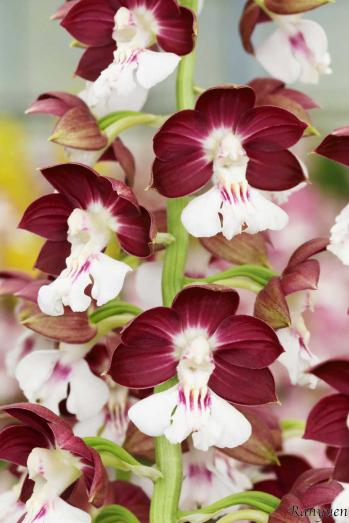 エビネ 蘭裕園 Ranyuen