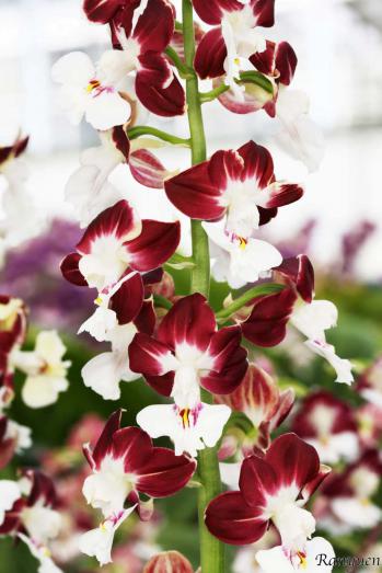 エビネ 蘭裕園 Ranyuen