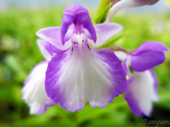 アワチドリ・夢ちどり 蘭裕園 Ranyuen