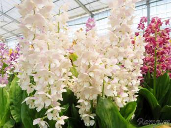 エビネ 蘭裕園 Ranyuen