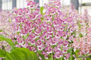 エビネ 蘭裕園 Ranyuen