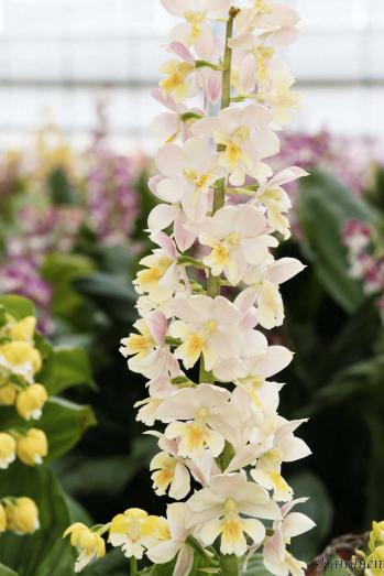 エビネ 蘭裕園 Ranyuen