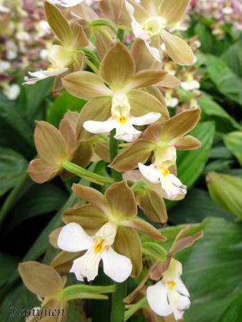 エビネ 蘭裕園 Ranyuen