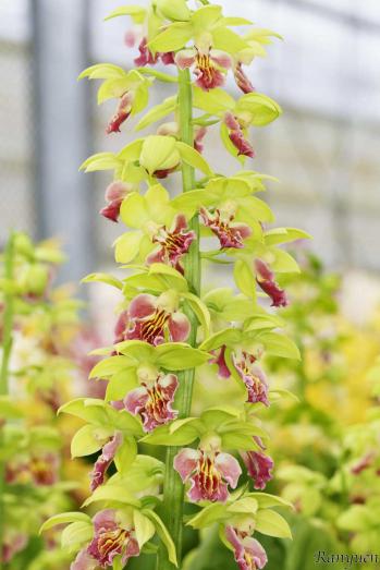 エビネ 蘭裕園 Ranyuen