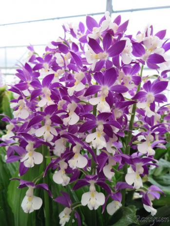 エビネ 蘭裕園 Ranyuen