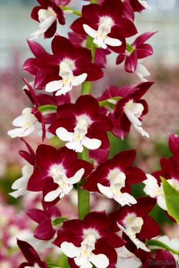 エビネ 蘭裕園 Ranyuen