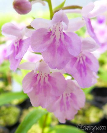 アワチドリ・夢ちどり 蘭裕園 Ranyuen