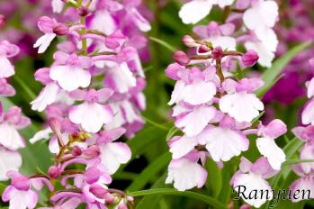 アワチドリ・夢ちどり 蘭裕園 Ranyuen