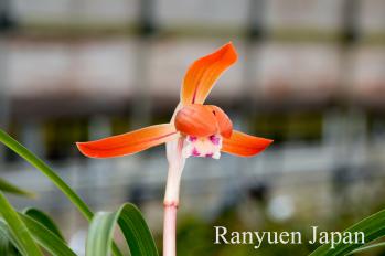 春蘭 蘭裕園 Ranyuen