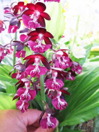 エビネ 蘭裕園 Ranyuen