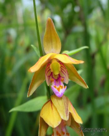 カキラン 蘭裕園 Ranyuen