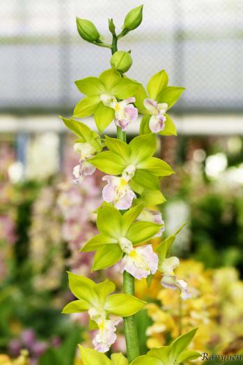 エビネ 蘭裕園 Ranyuen