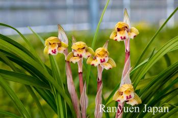 春蘭 蘭裕園 Ranyuen