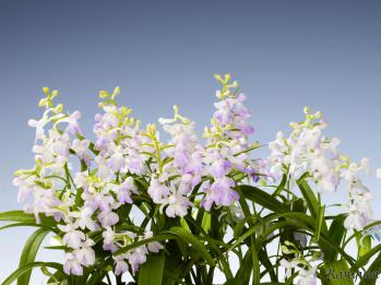 アワチドリ・夢ちどり 蘭裕園 Ranyuen