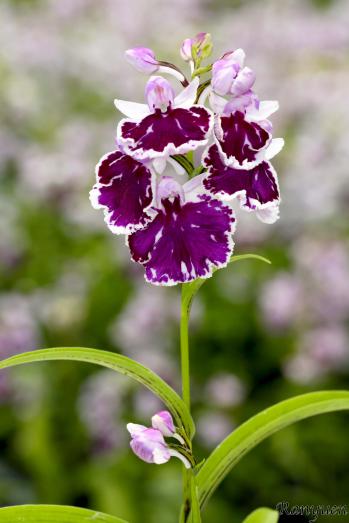 アワチドリ・夢ちどり 蘭裕園 Ranyuen