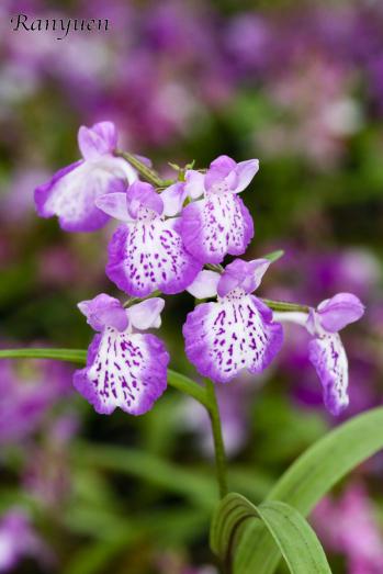 アワチドリ・夢ちどり 蘭裕園 Ranyuen