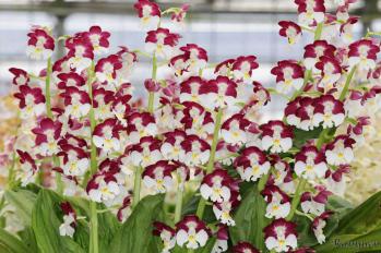 エビネ 蘭裕園 Ranyuen