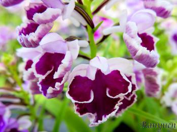 アワチドリ・夢ちどり 蘭裕園 Ranyuen