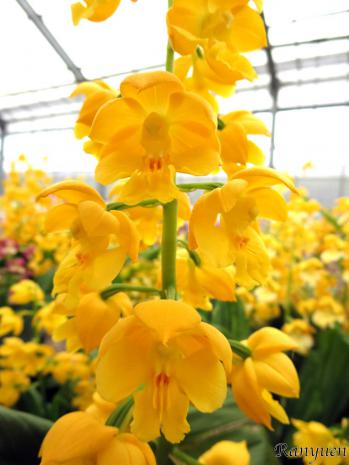 エビネ 蘭裕園 Ranyuen