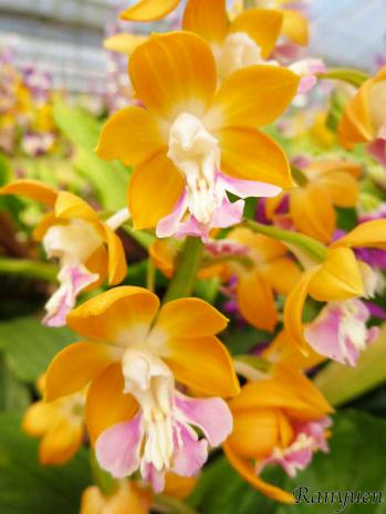 エビネ 蘭裕園 Ranyuen