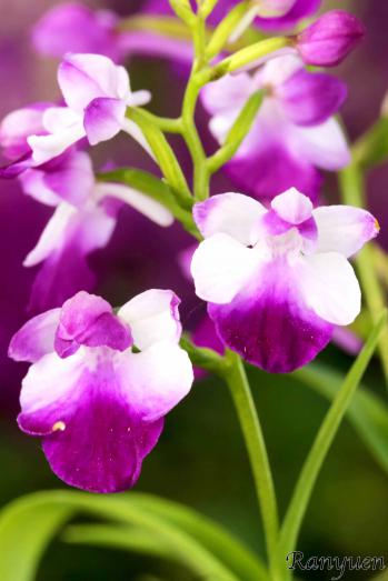 アワチドリ・夢ちどり 蘭裕園 Ranyuen