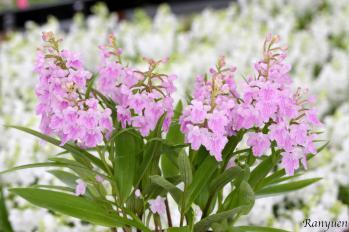 アワチドリ・夢ちどり 蘭裕園 Ranyuen