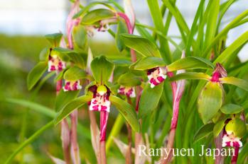 春蘭 蘭裕園 Ranyuen