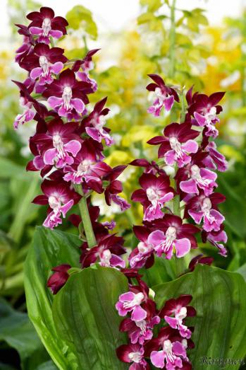 エビネ 蘭裕園 Ranyuen