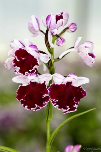 アワチドリ・夢ちどり 蘭裕園 Ranyuen