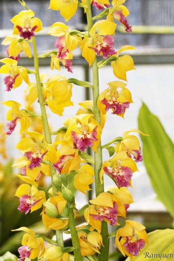 エビネ 蘭裕園 Ranyuen