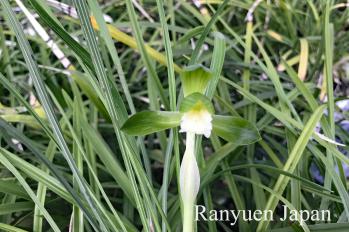 春蘭 蘭裕園 Ranyuen