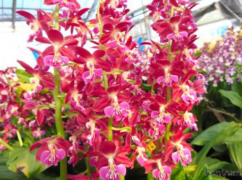 エビネ 蘭裕園 Ranyuen