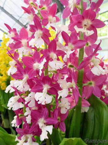 エビネ 蘭裕園 Ranyuen