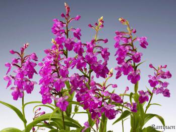 アワチドリ・夢ちどり 蘭裕園 Ranyuen