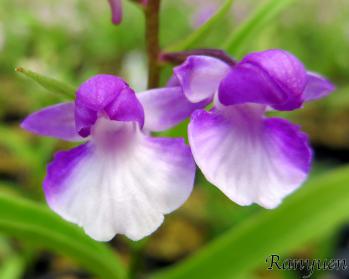 アワチドリ・夢ちどり 蘭裕園 Ranyuen