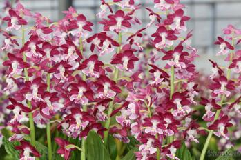 エビネ 蘭裕園 Ranyuen