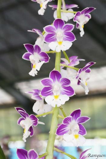 エビネ 蘭裕園 Ranyuen