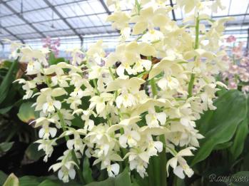 エビネ 蘭裕園 Ranyuen