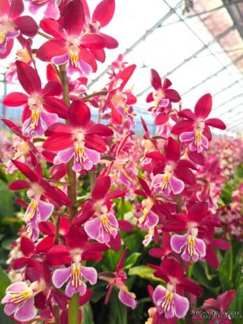 エビネ 蘭裕園 Ranyuen