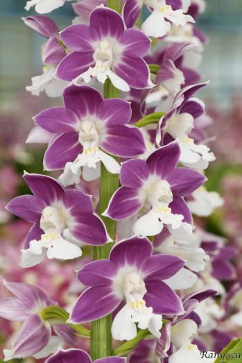 エビネ 蘭裕園 Ranyuen