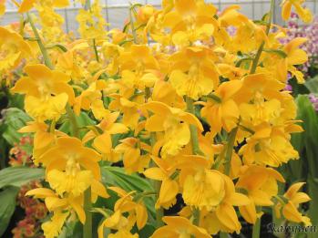 エビネ 蘭裕園 Ranyuen